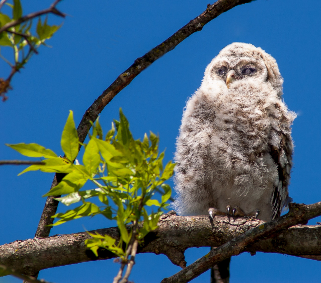Fledgling Barred Owl