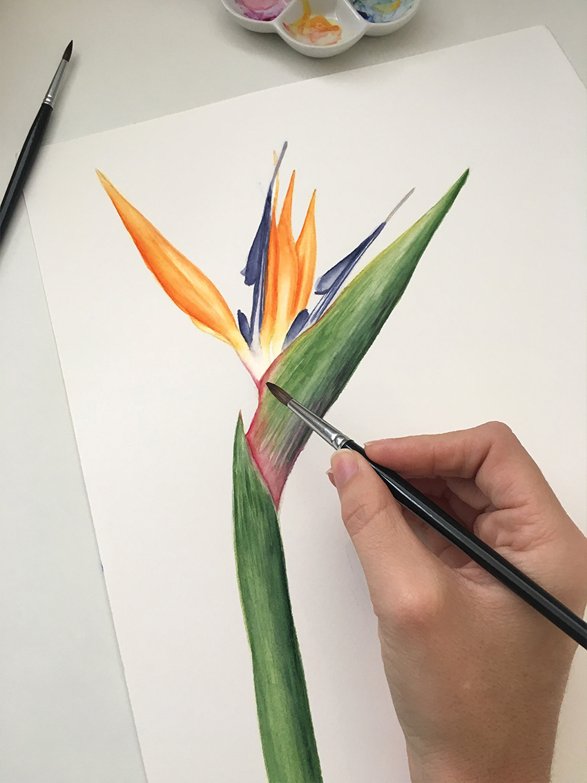 Featured image of post Aquarela Botanica Baixe estes vetor gr tis sobre flor bot nica aquarela buqu eleg ncia florescendo e descubra mais de 8 milh es de recursos gr ficos profissionais no freepik