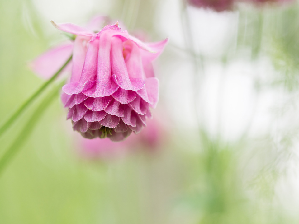Granny's bonnet (Aquilegia)