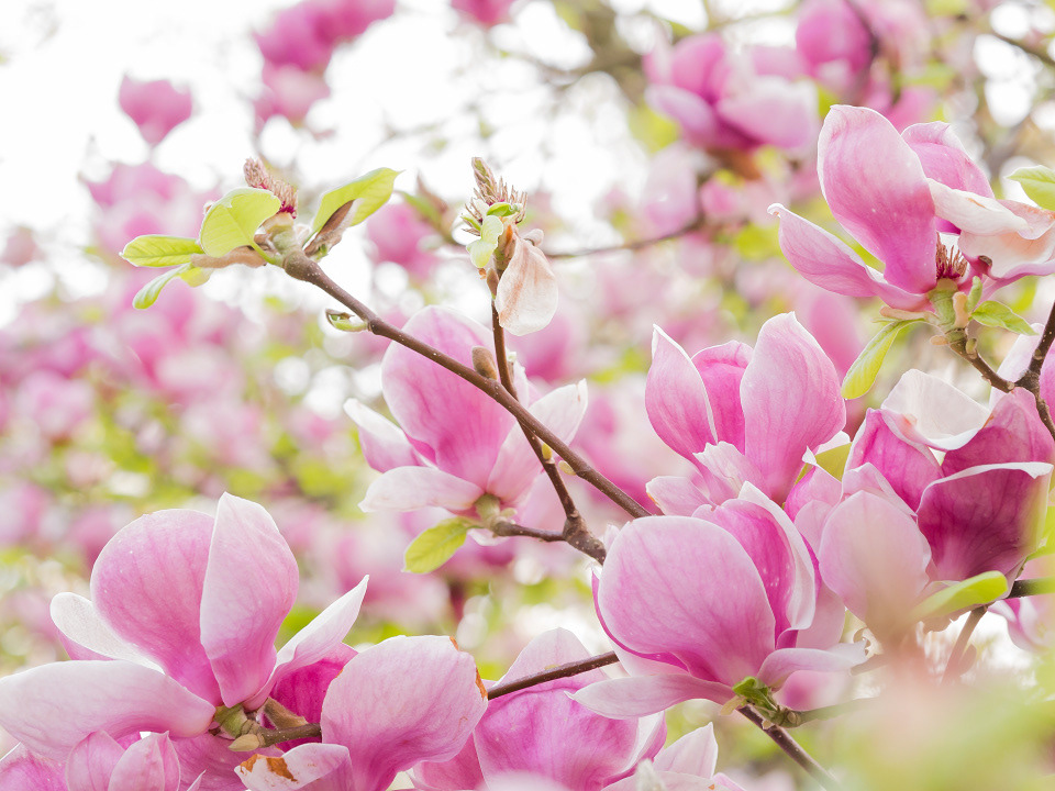 Magnolia 