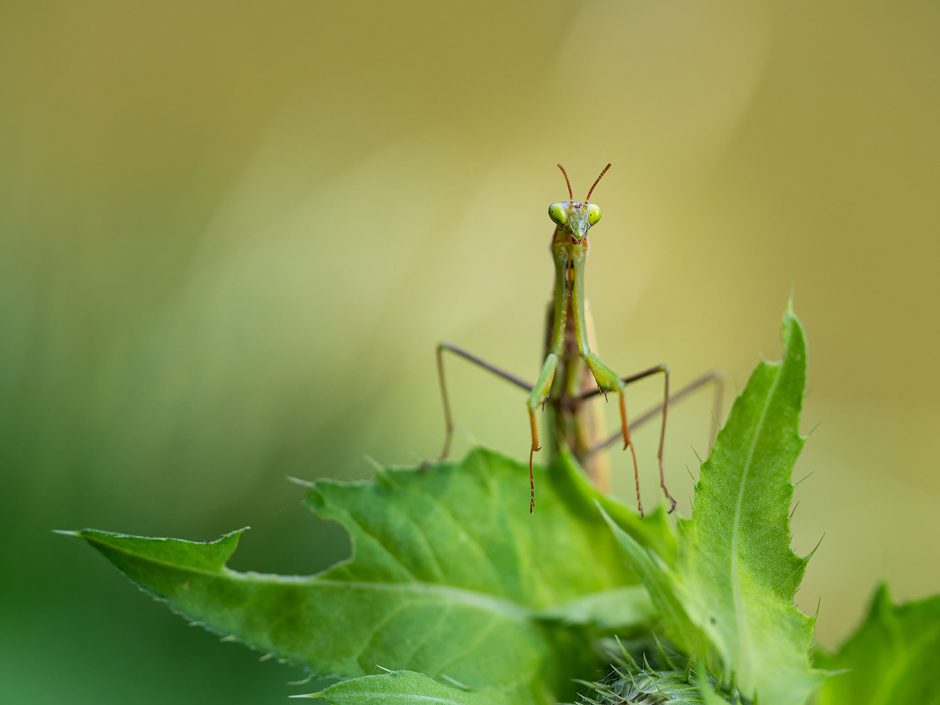 Praying mantis