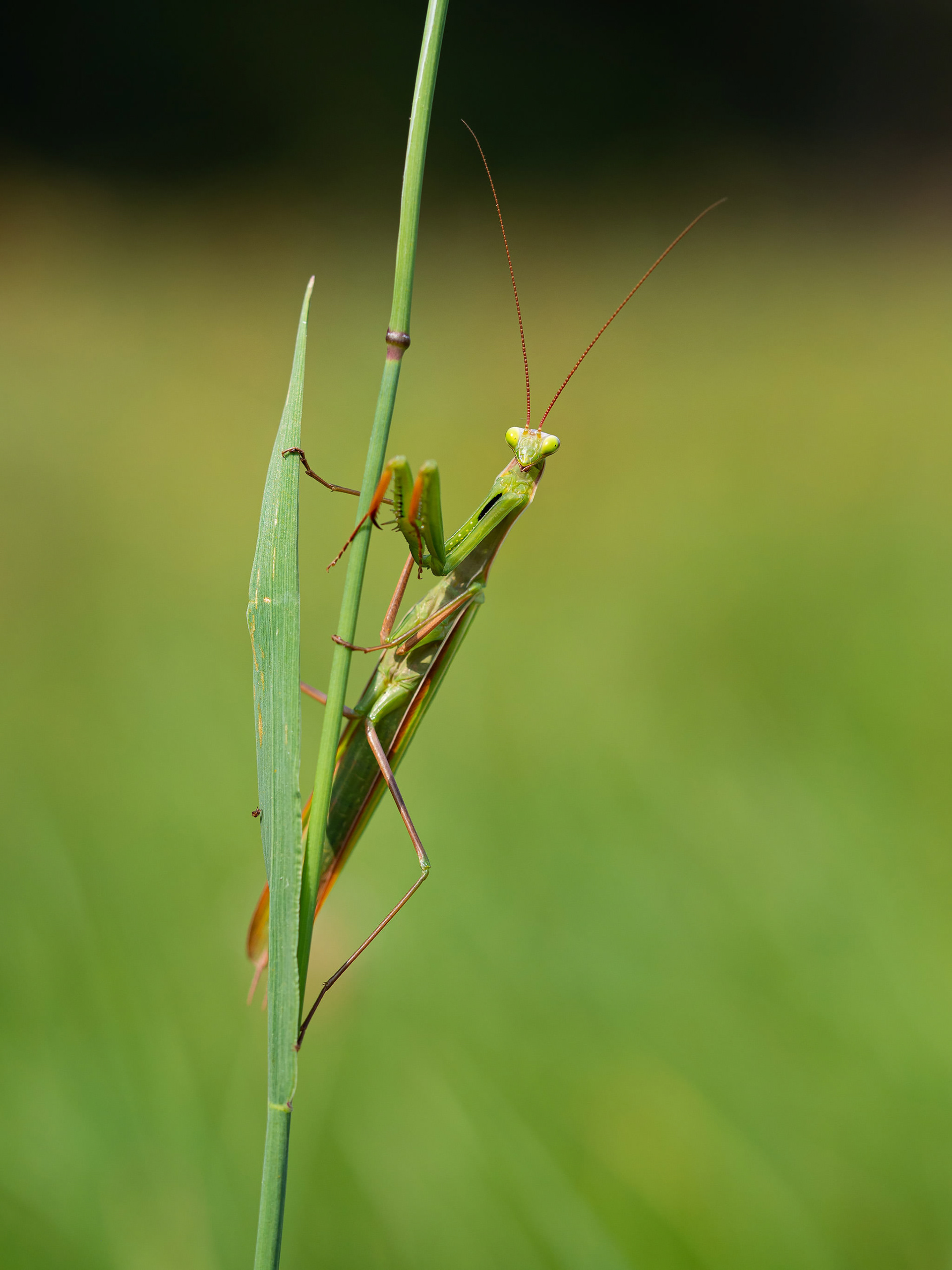 Praying mantis