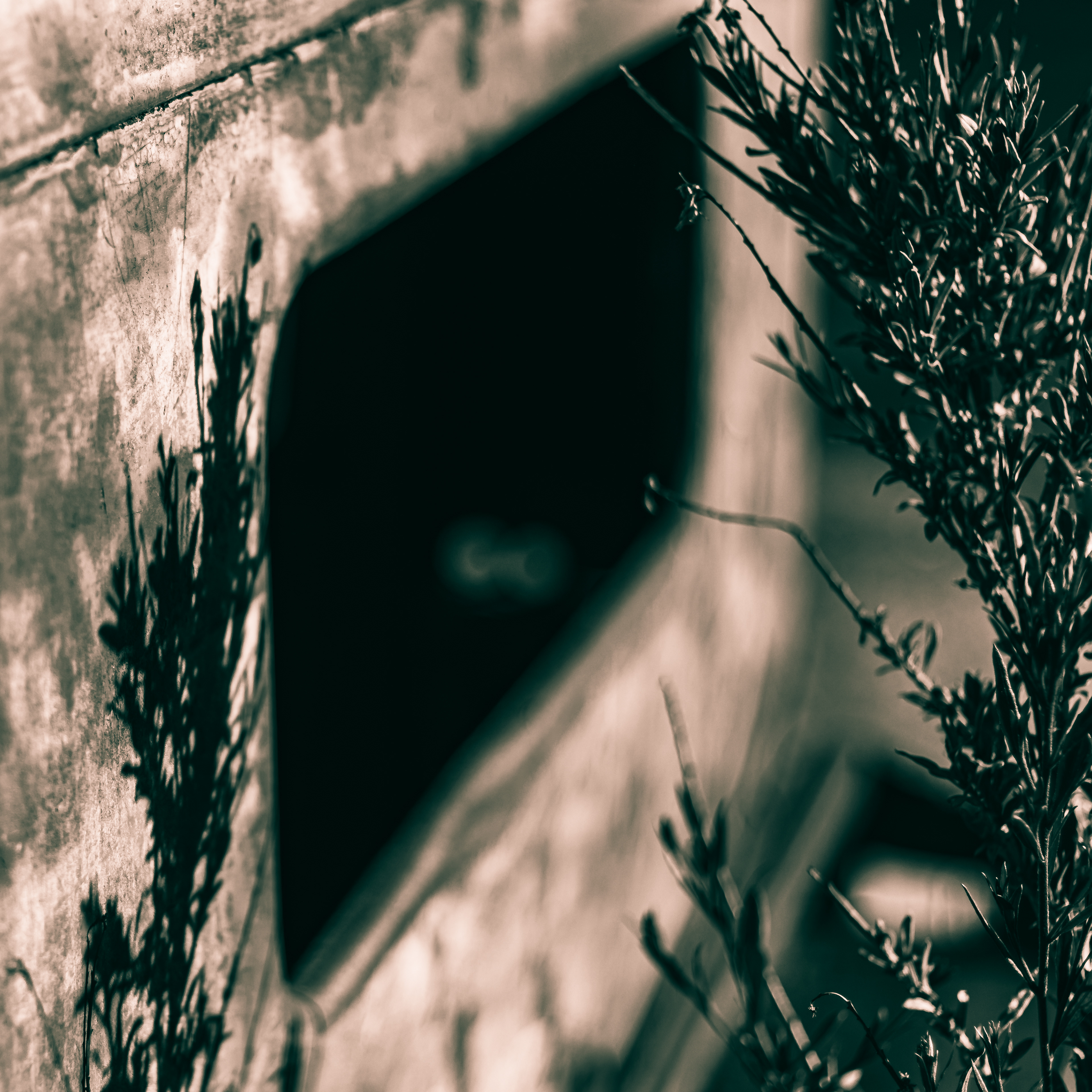 Shadow of plant on rusty old car