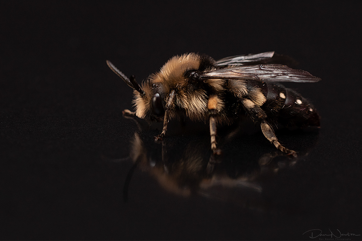 Common Mouning Bee - Melecta albifrons