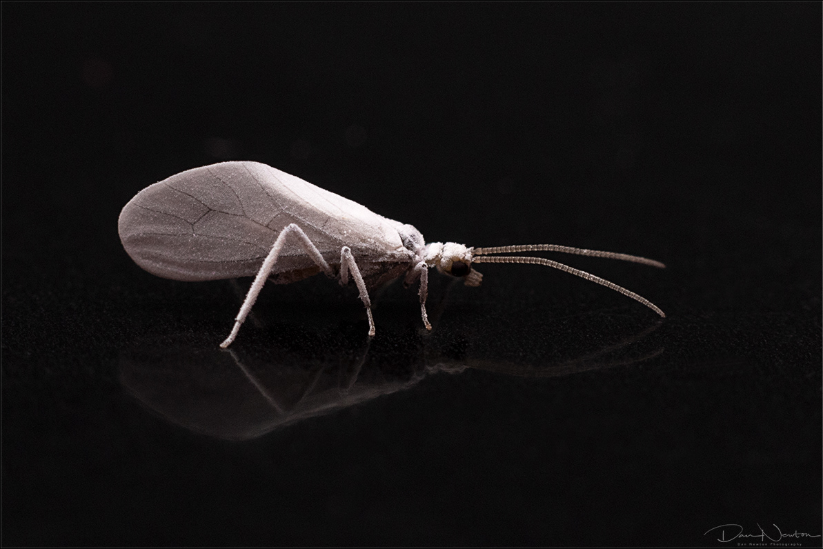 Waxed Lacewing - Coniopterygix sp