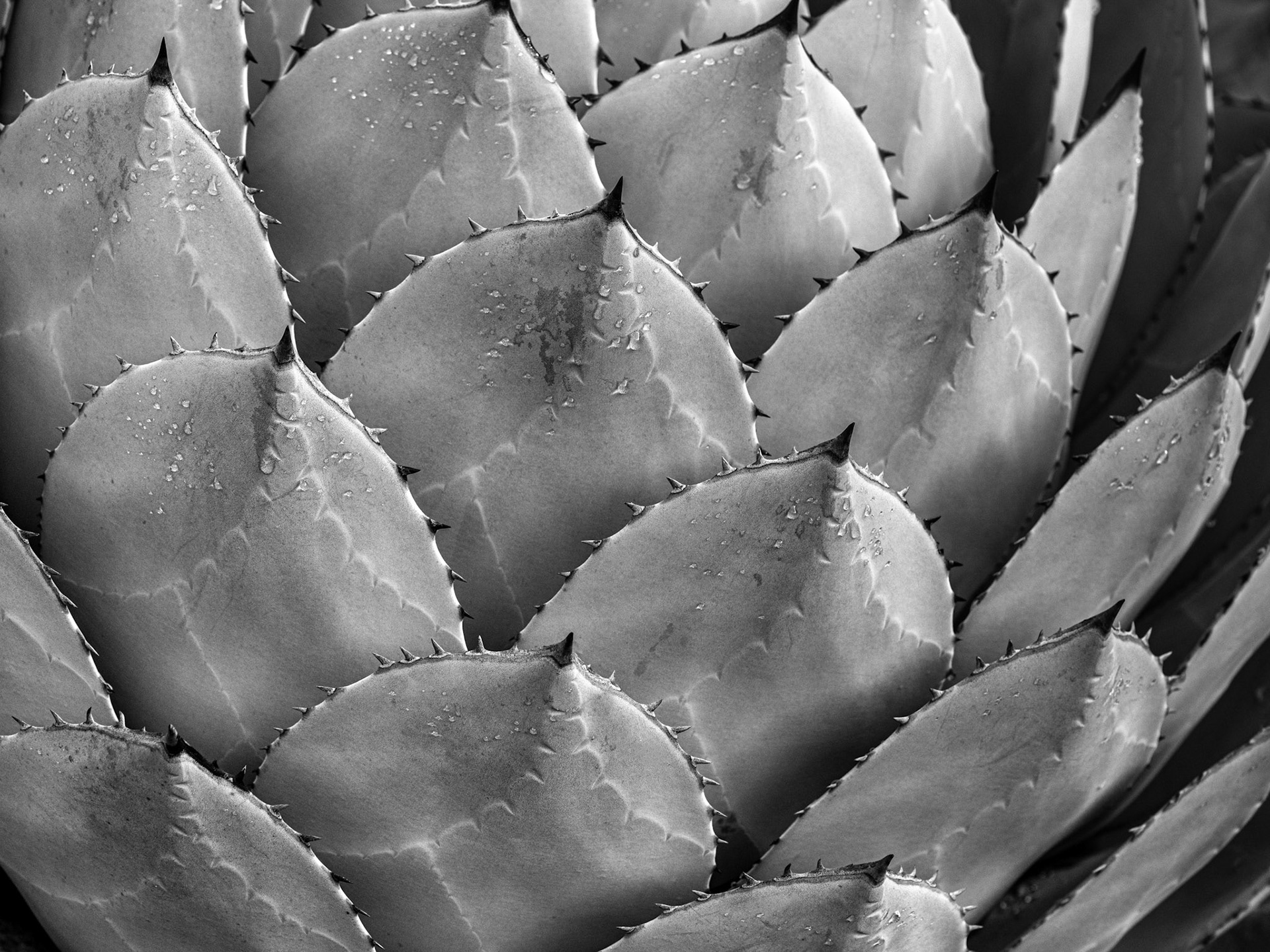 Succulent Symmetry, 2020