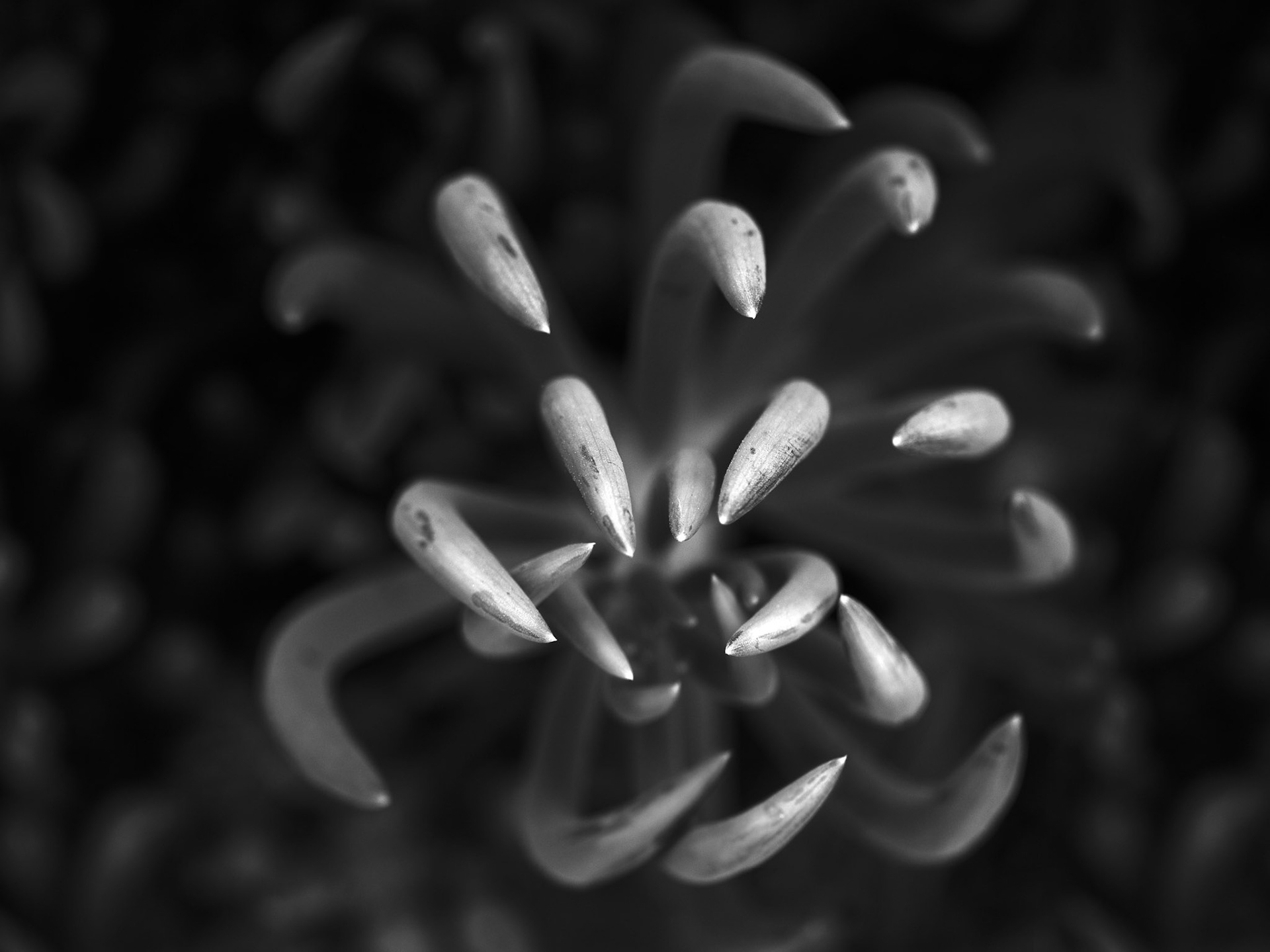 Botanical Claws, 2020