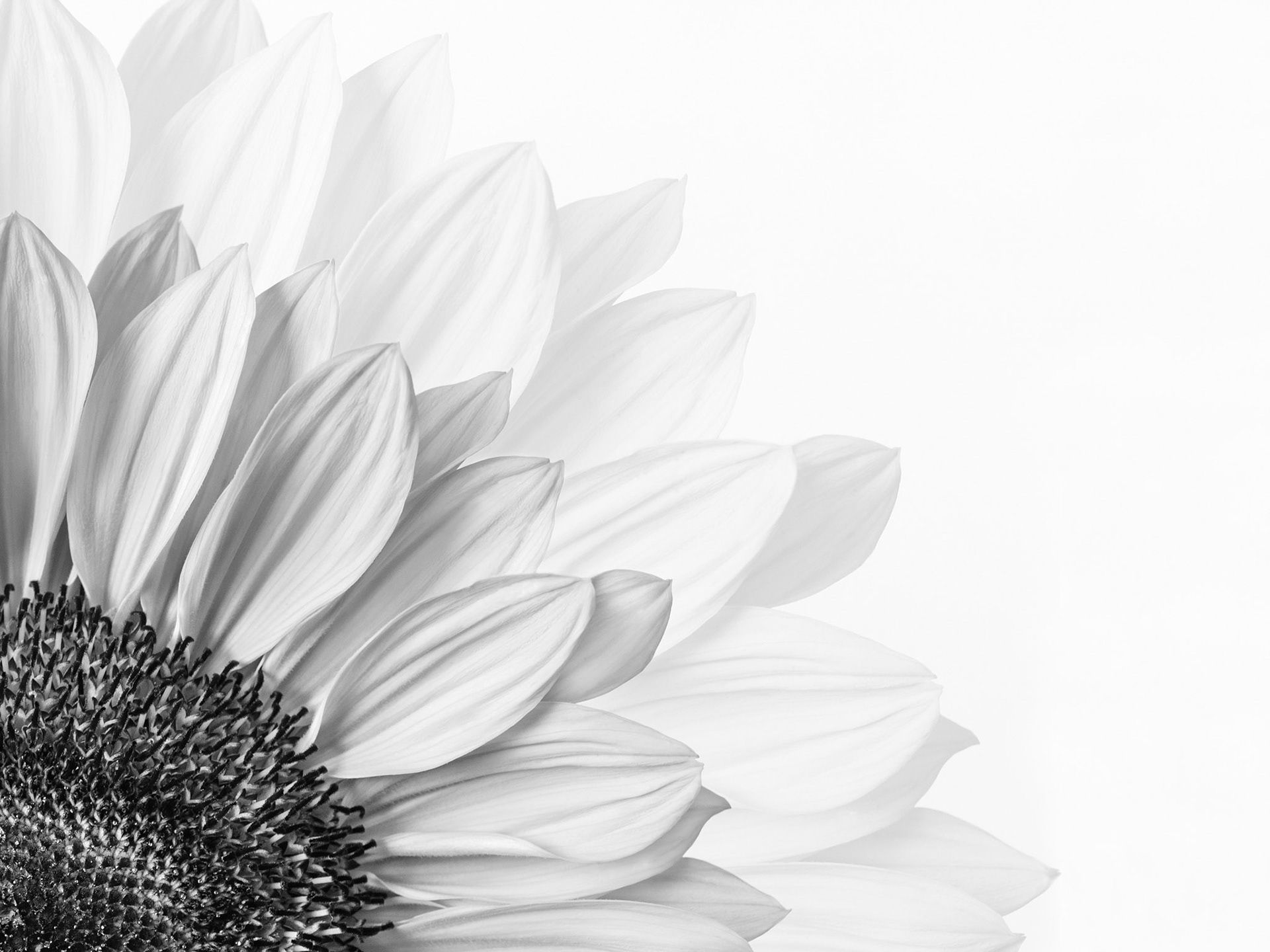 Sunflowers' Corner, 2020
