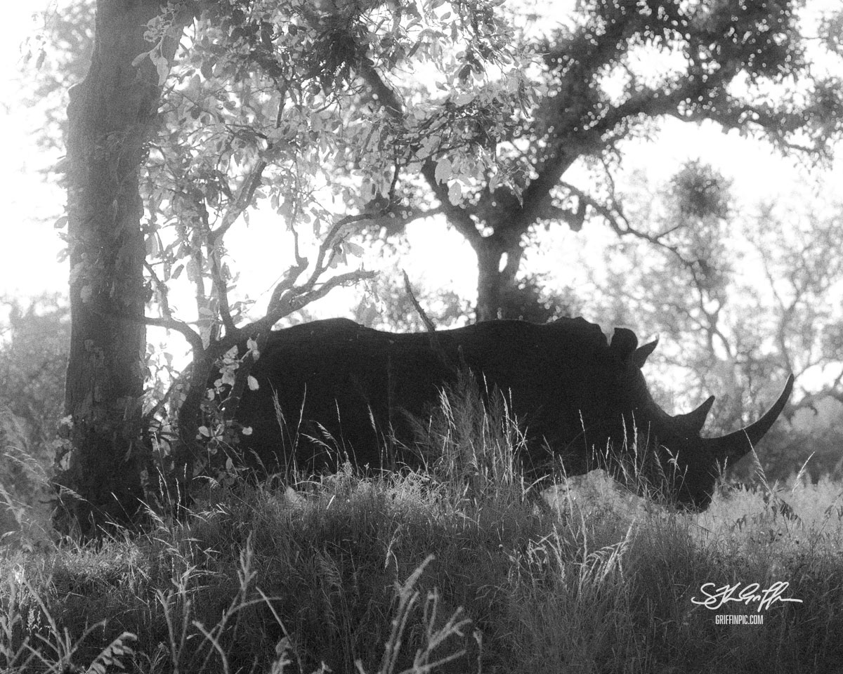 Black rhino silhouette in black and white