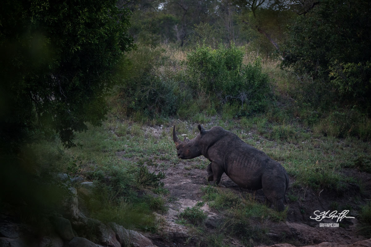 Black rhino at dawn, Kruger South Africa