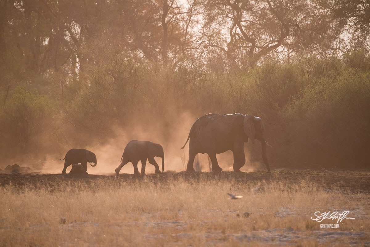 Elephant family kicking up dust