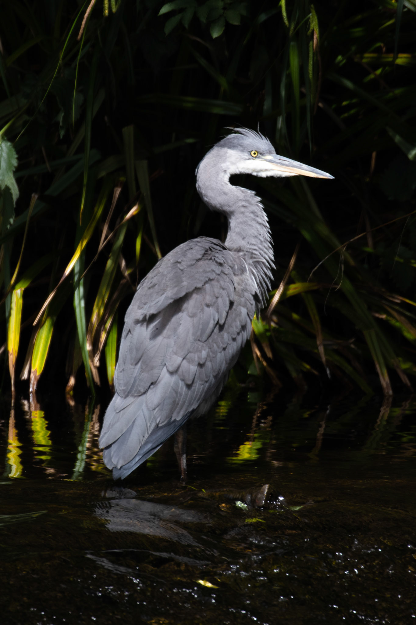 Heron caught by the sun on the banks of the river.  Background darkened using exposure compensation to bring focus onto the bird.