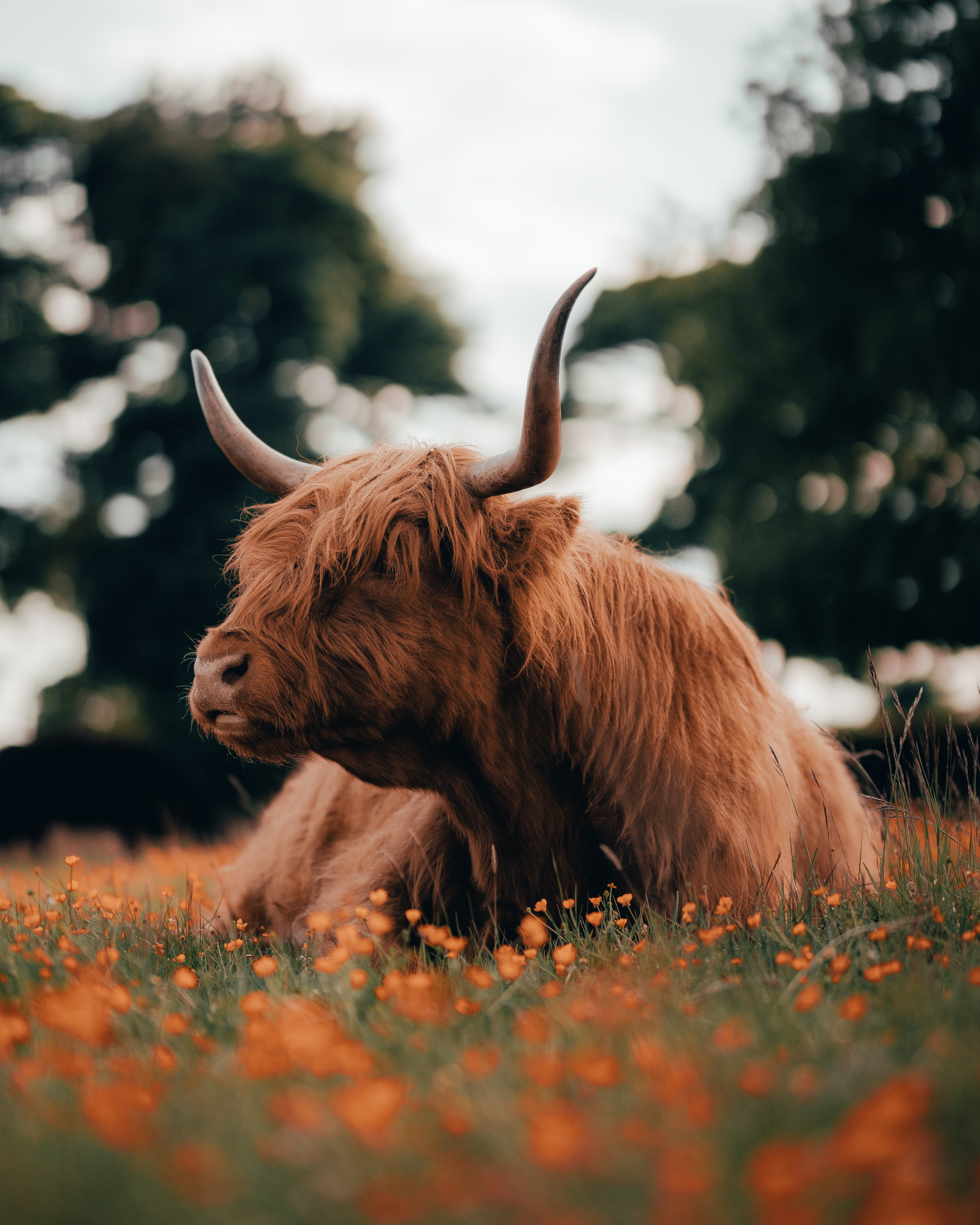Highland Cow