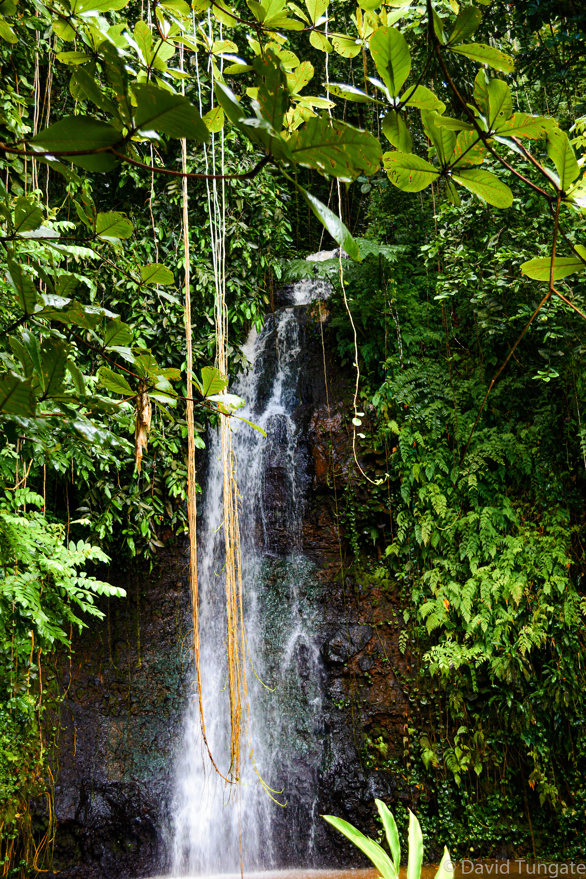 9 Moorea