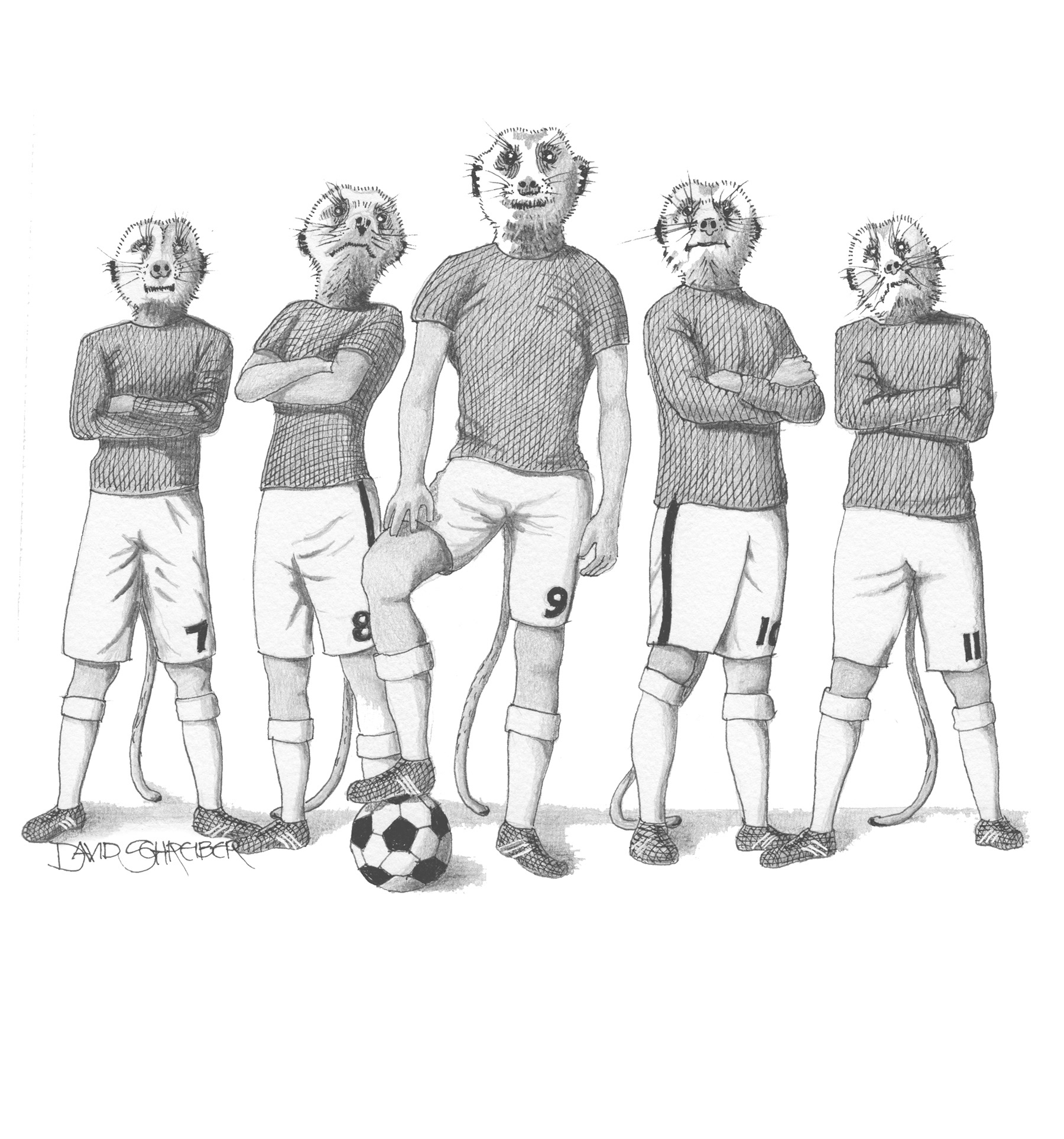 Meerkats