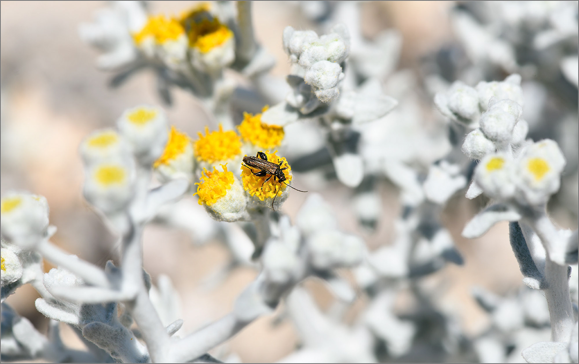 Hug A Bug! - Large Format Print - Limited Edition - Steffen Freiling