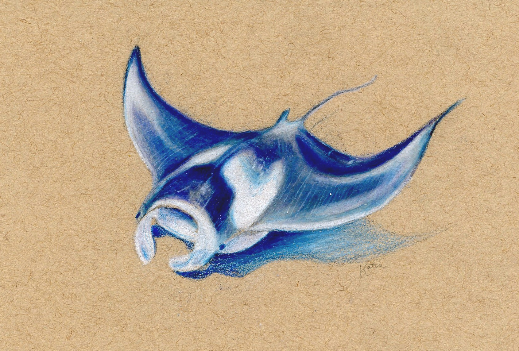 Manta Ray, Pencil Crayon on Toned Paper