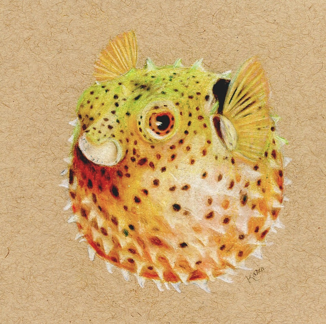 Blow Fish, Pencil Crayon on Toned Paper