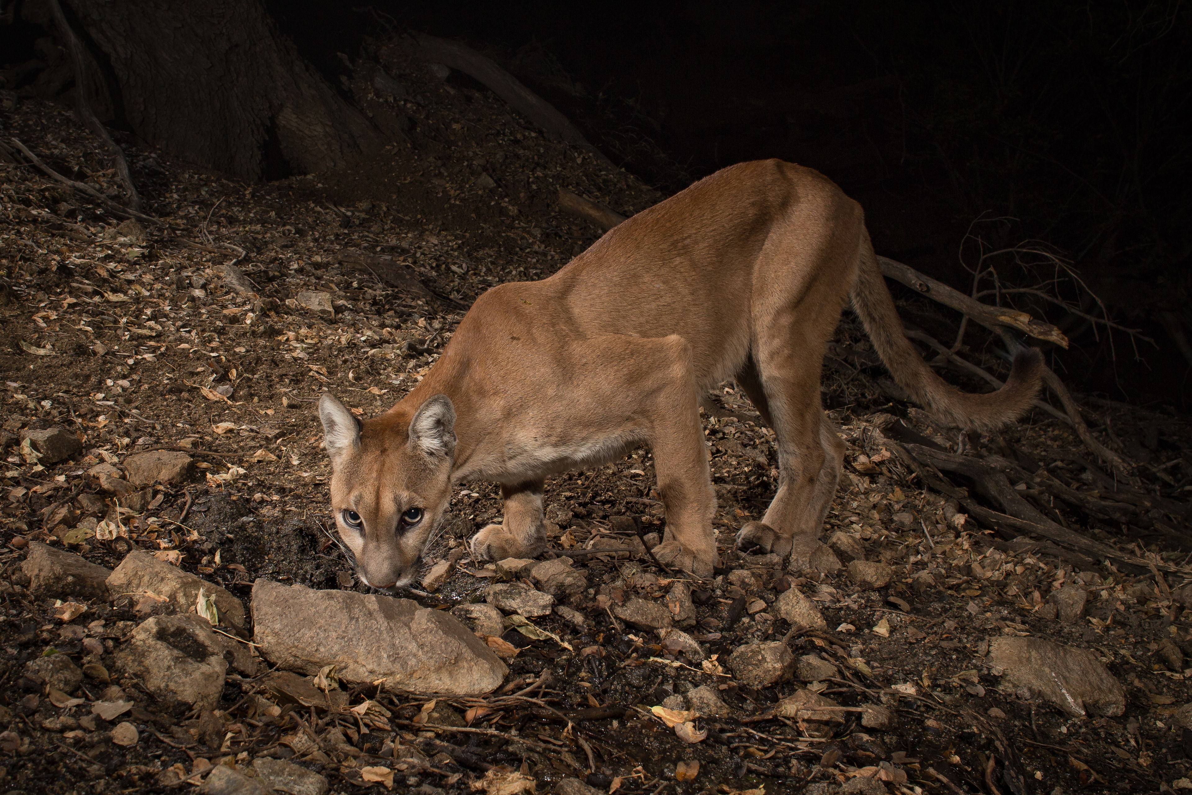 A mountain lion being a mountain lion