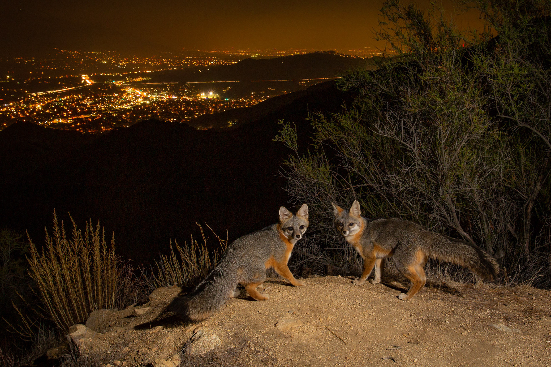 Pair of Grey Foxes above Los Angeles - Cognisys Scout trigger