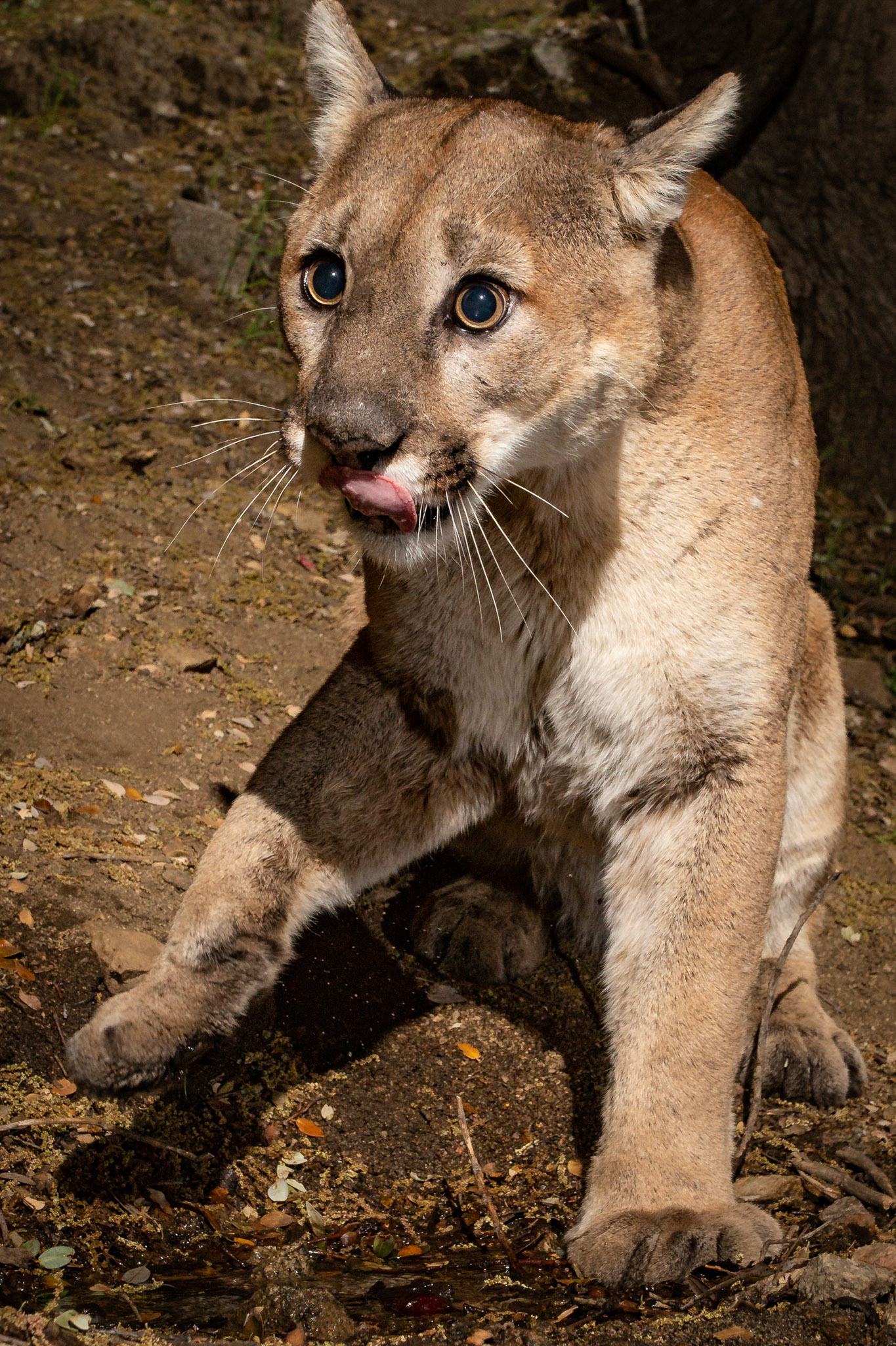 Male mountain lion (Puma concolor) Antelope Valley, California