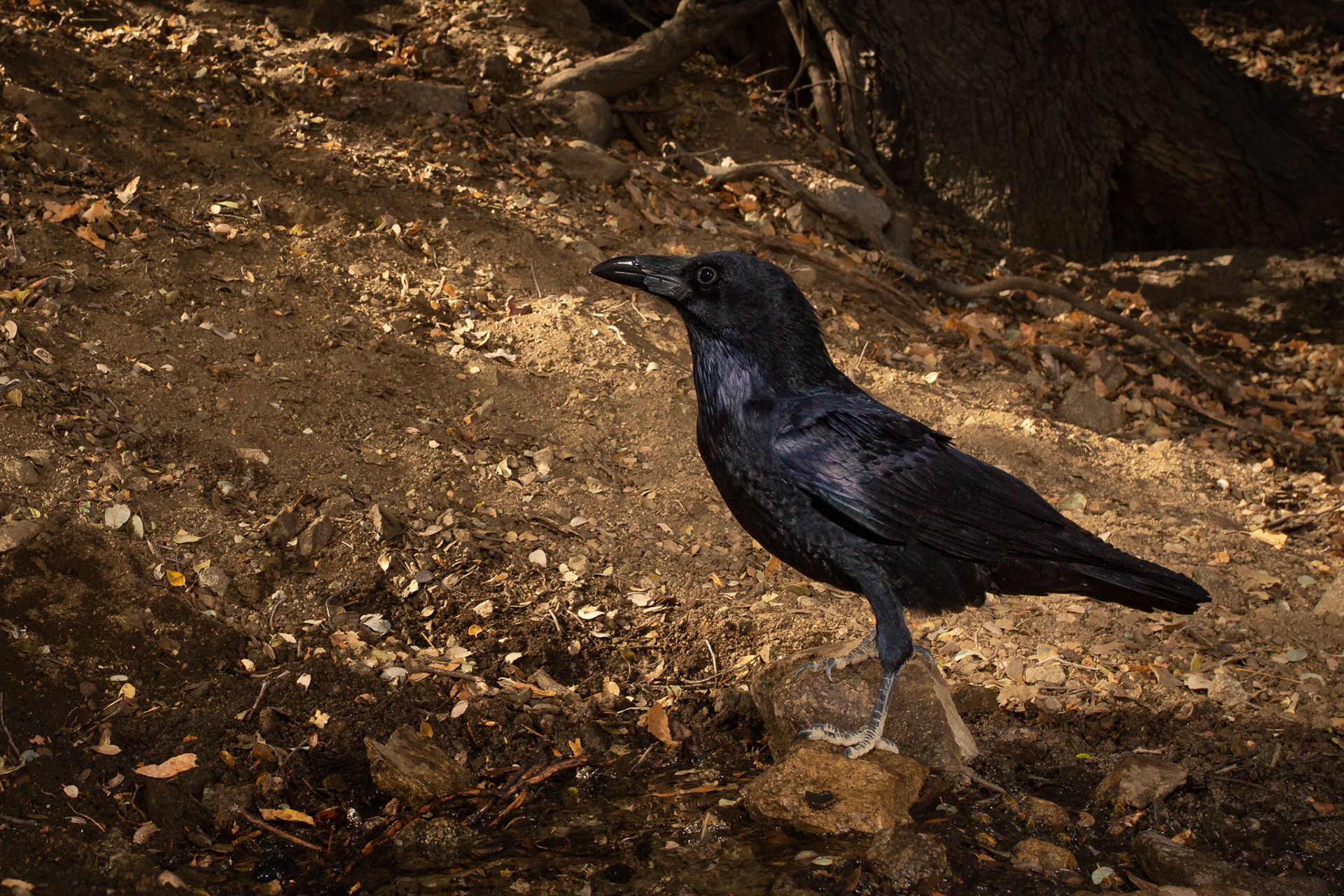 Raven - Antelope Valley CA
