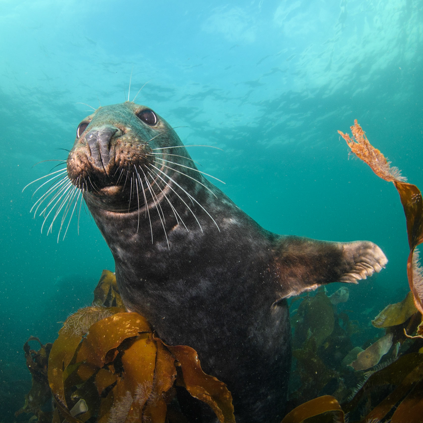 Cheerful grey seal, Farne Islands, UK