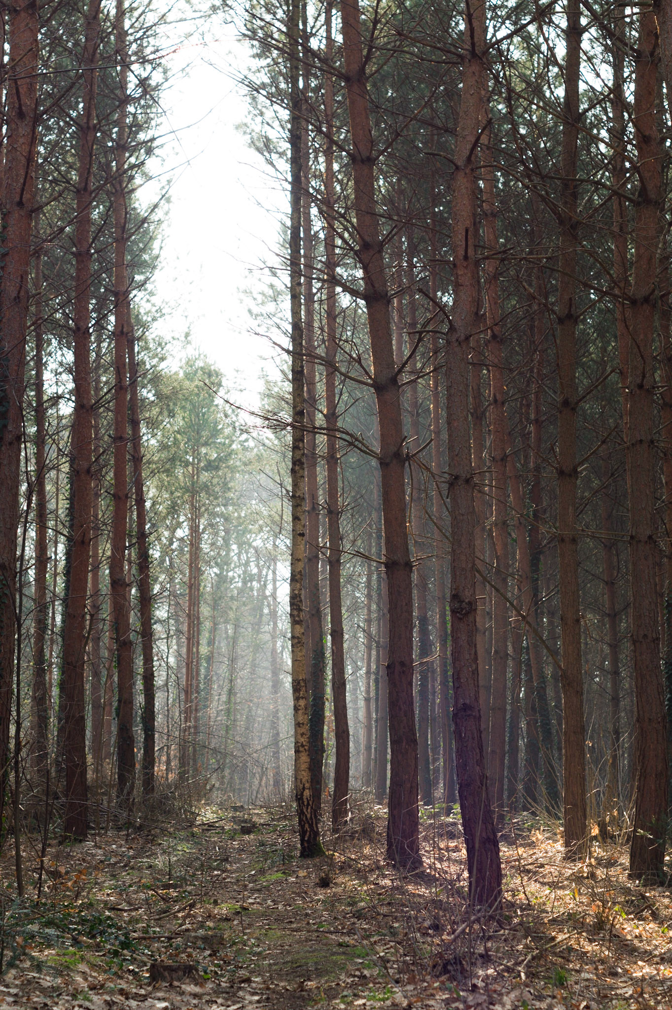 Nebelwald / Fog Forest