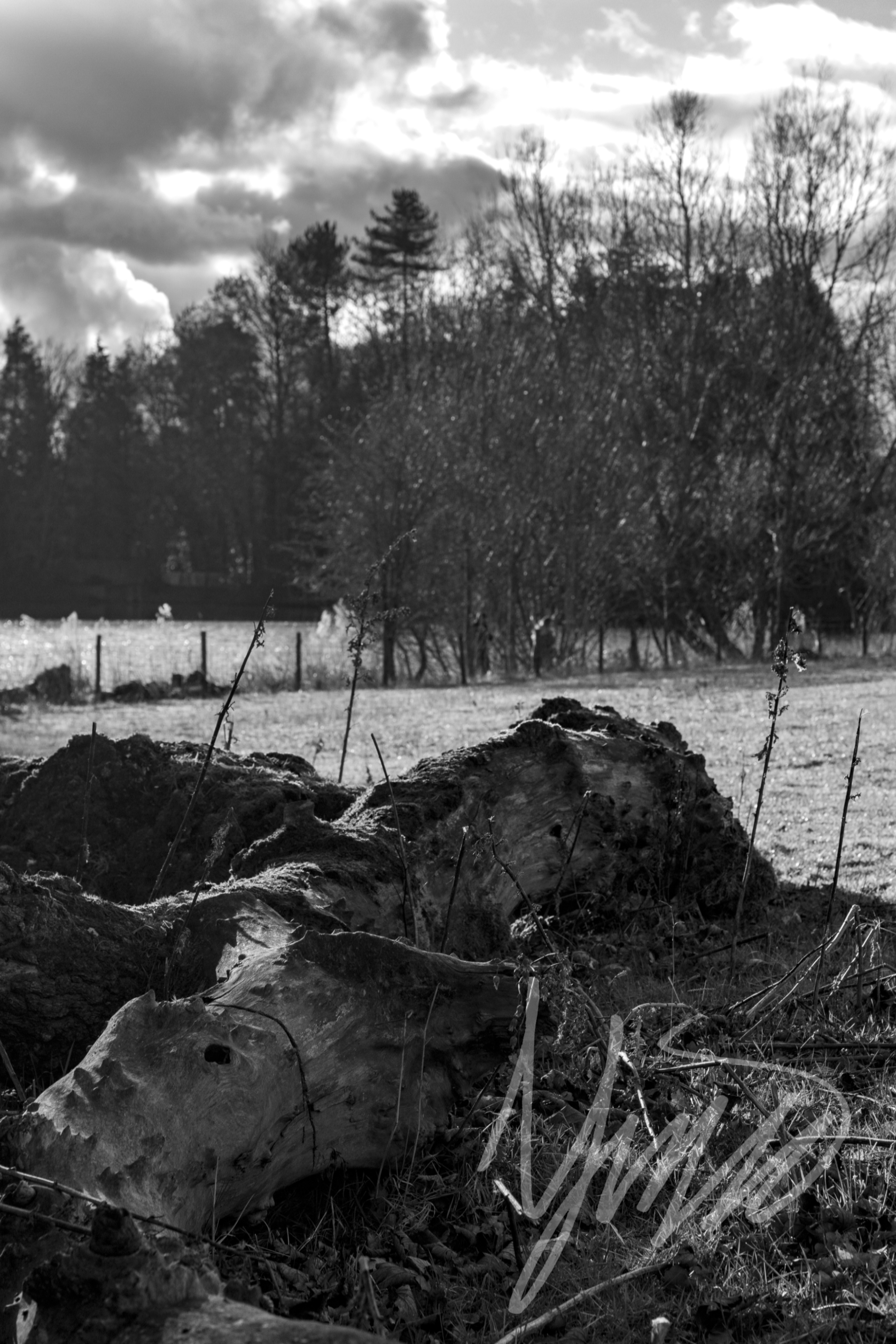 'Fallen'