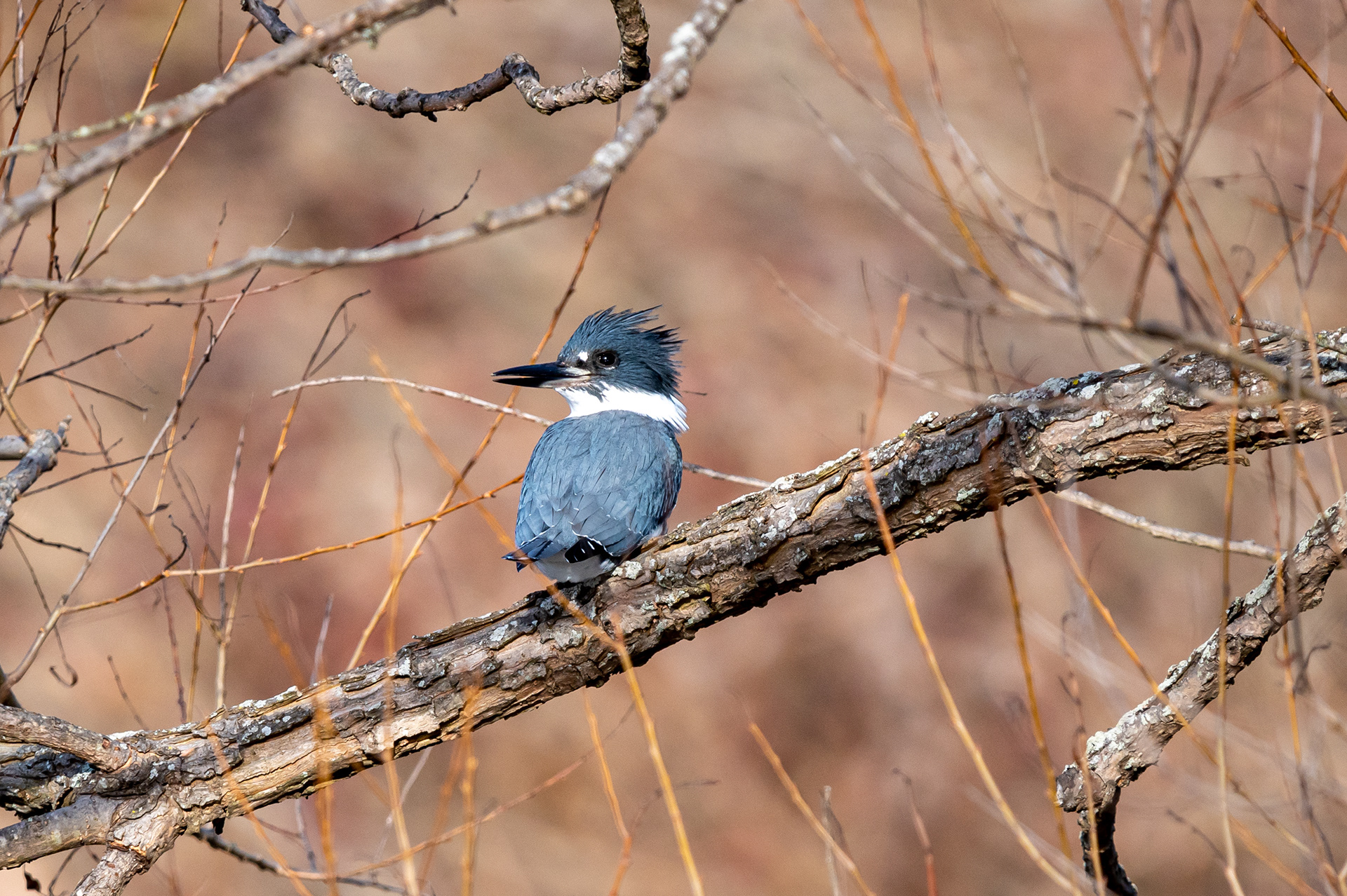 King Fisher