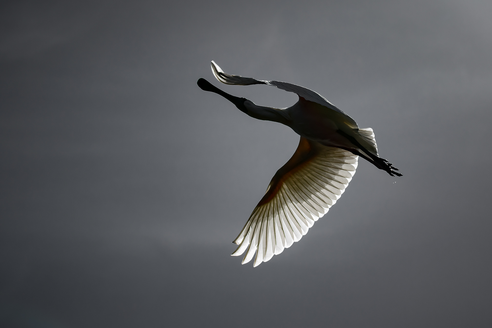 Kōtuku-ngutupapa (Royal Spoonbill)