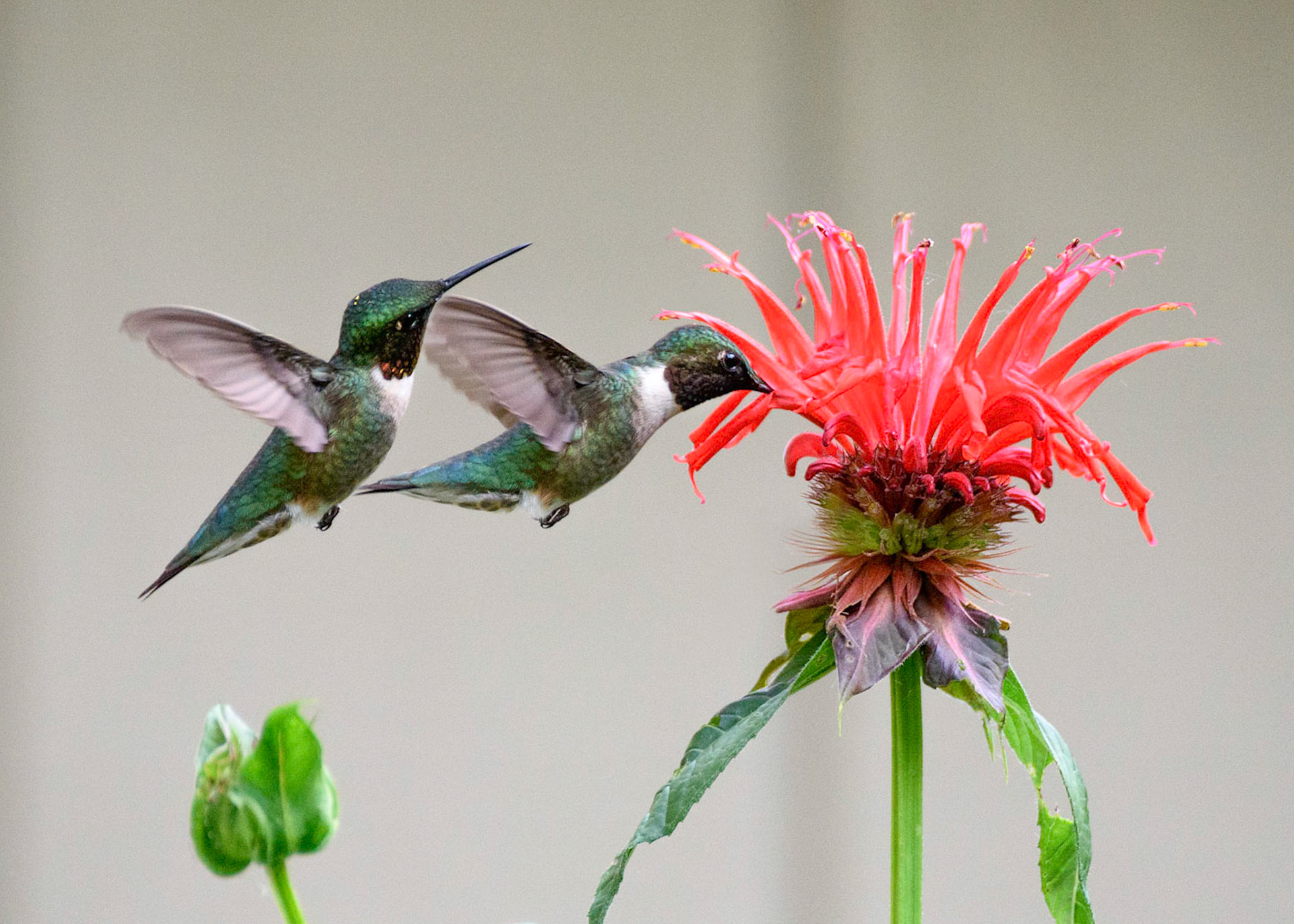 Hummingbird Feeding