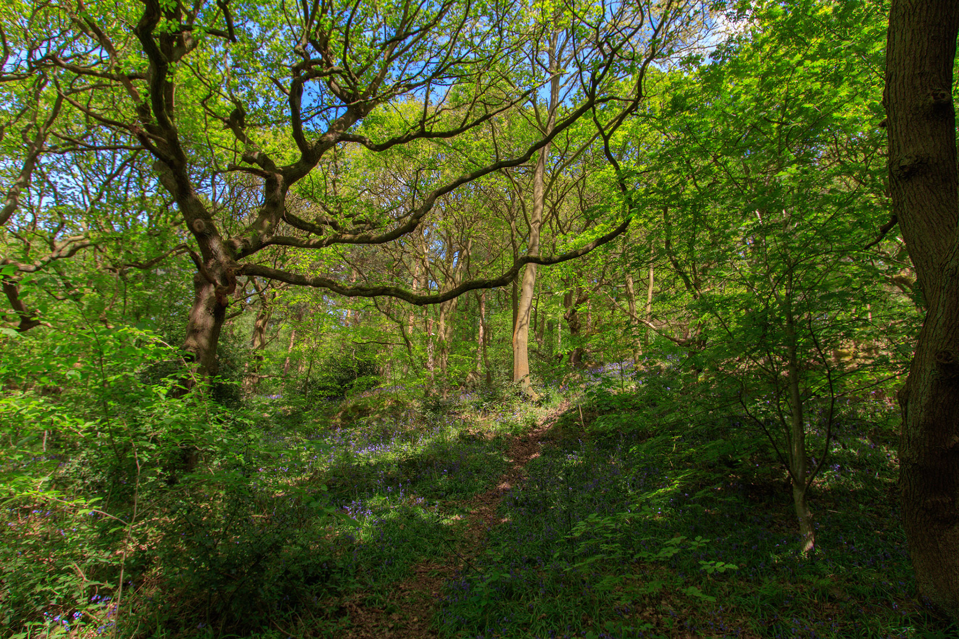 Nigel King Photography Loughborough Outwoods
