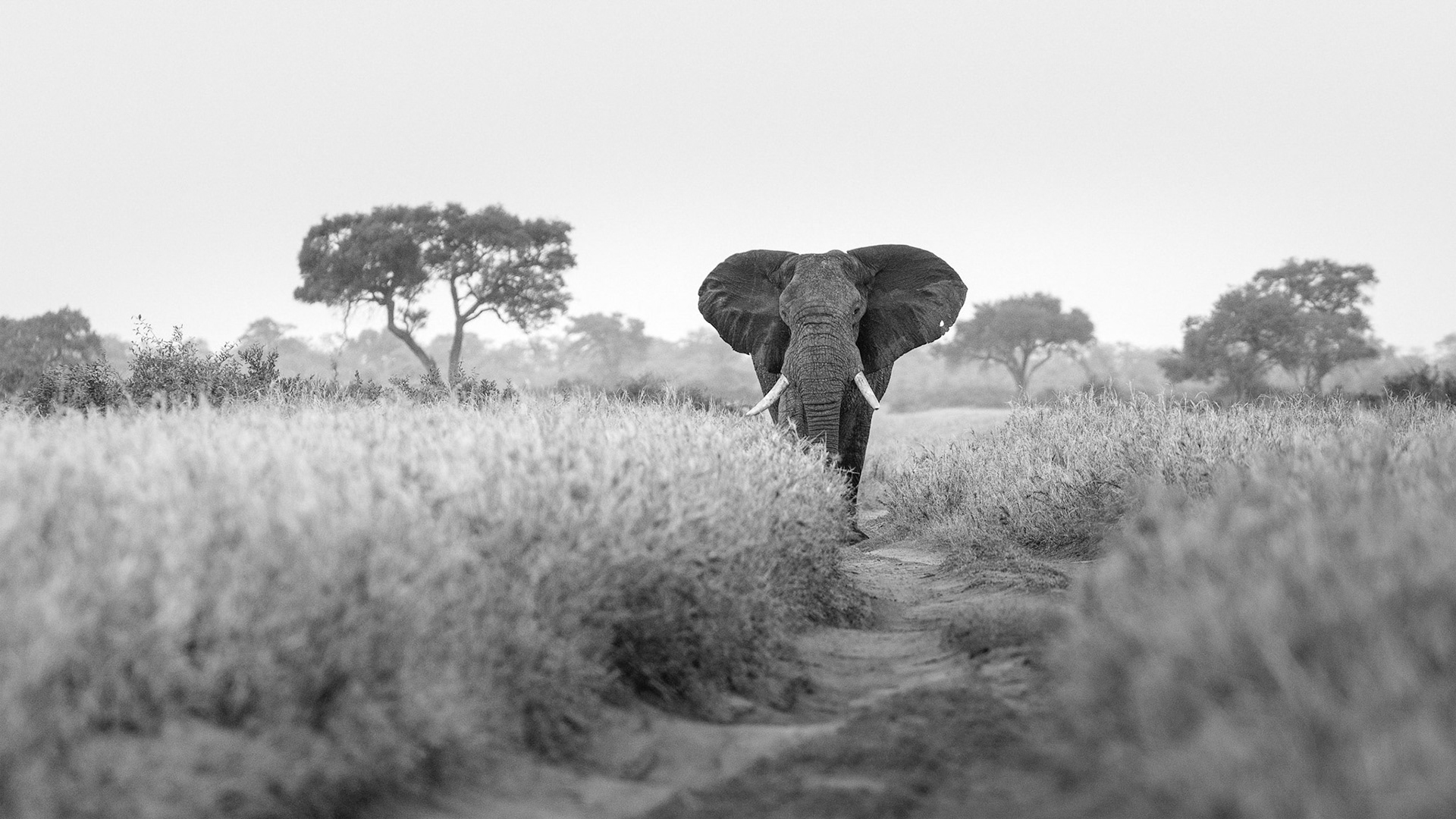 Lone Wanderer - Elephant in the Savuti 2017