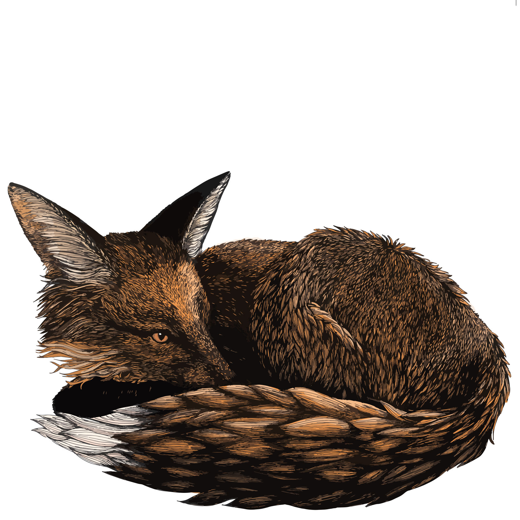 Sleeping fox - ink + digital