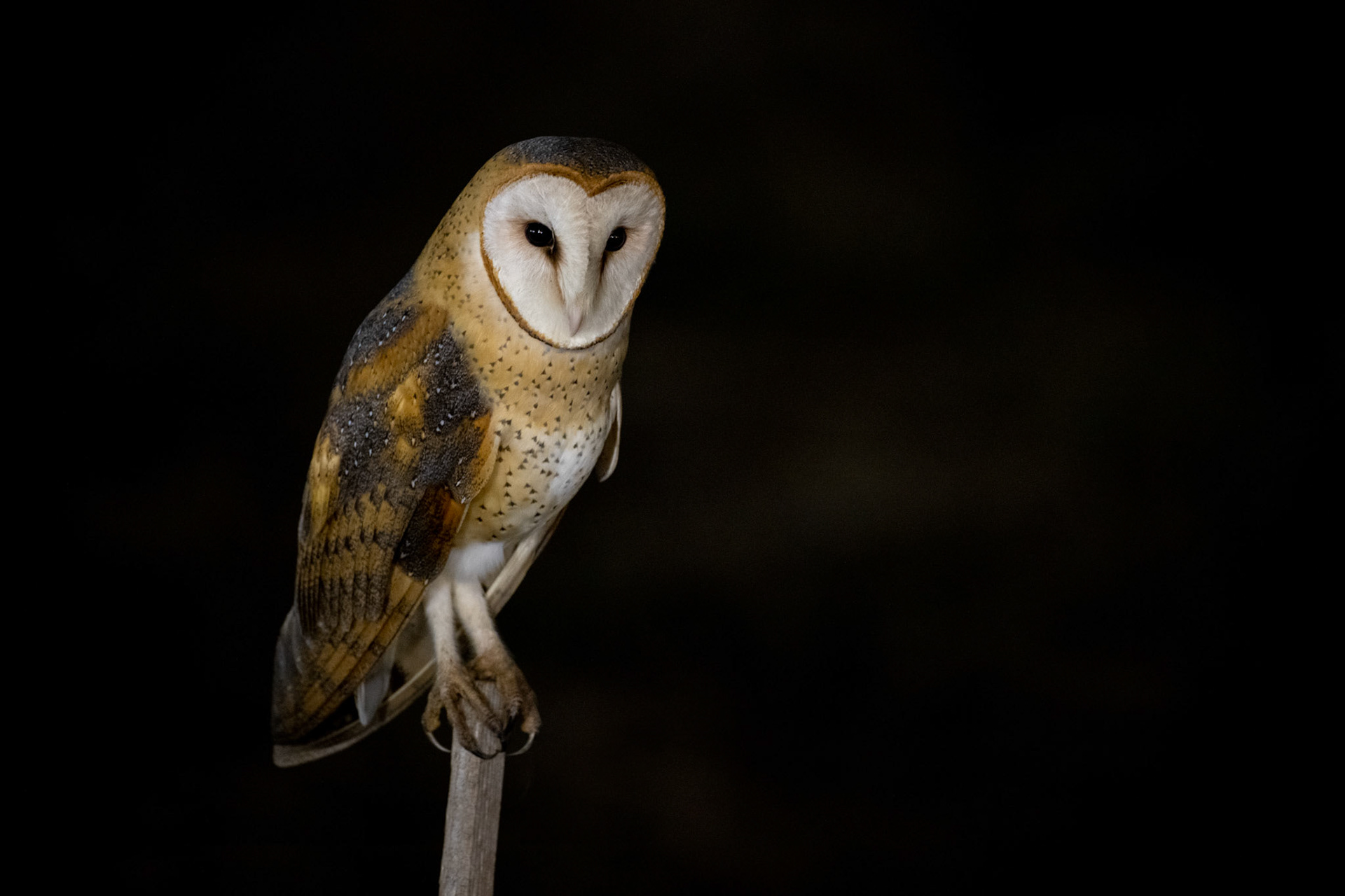 Barn Owl – Napa, California