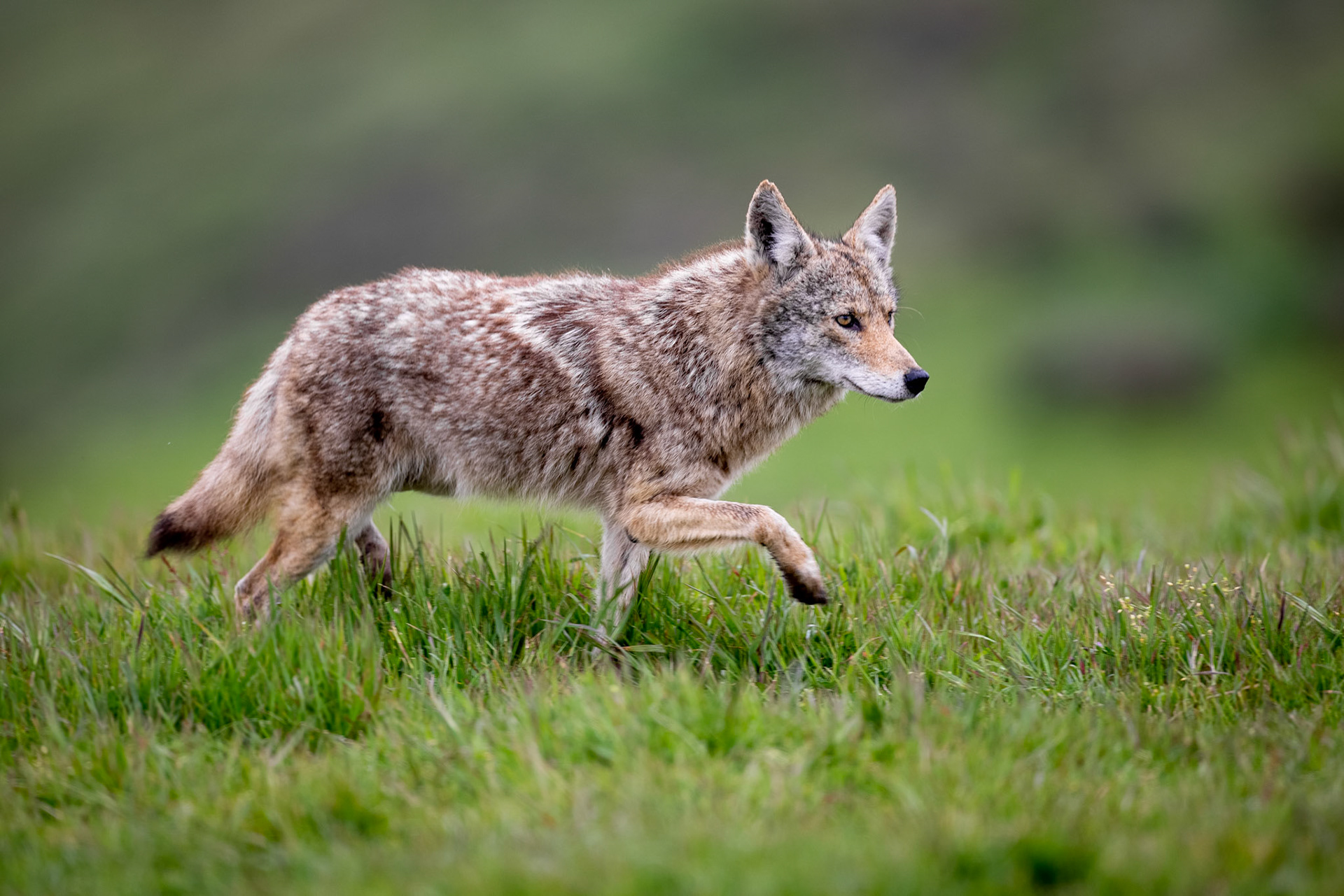 Coyote – Point Reyes, California