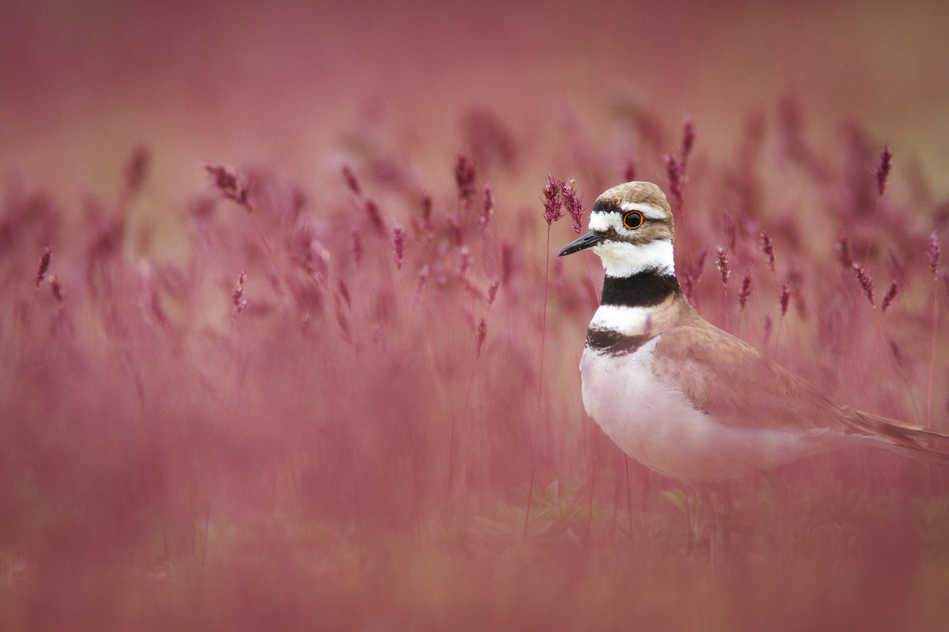 Killdeer — New Jersey, USA