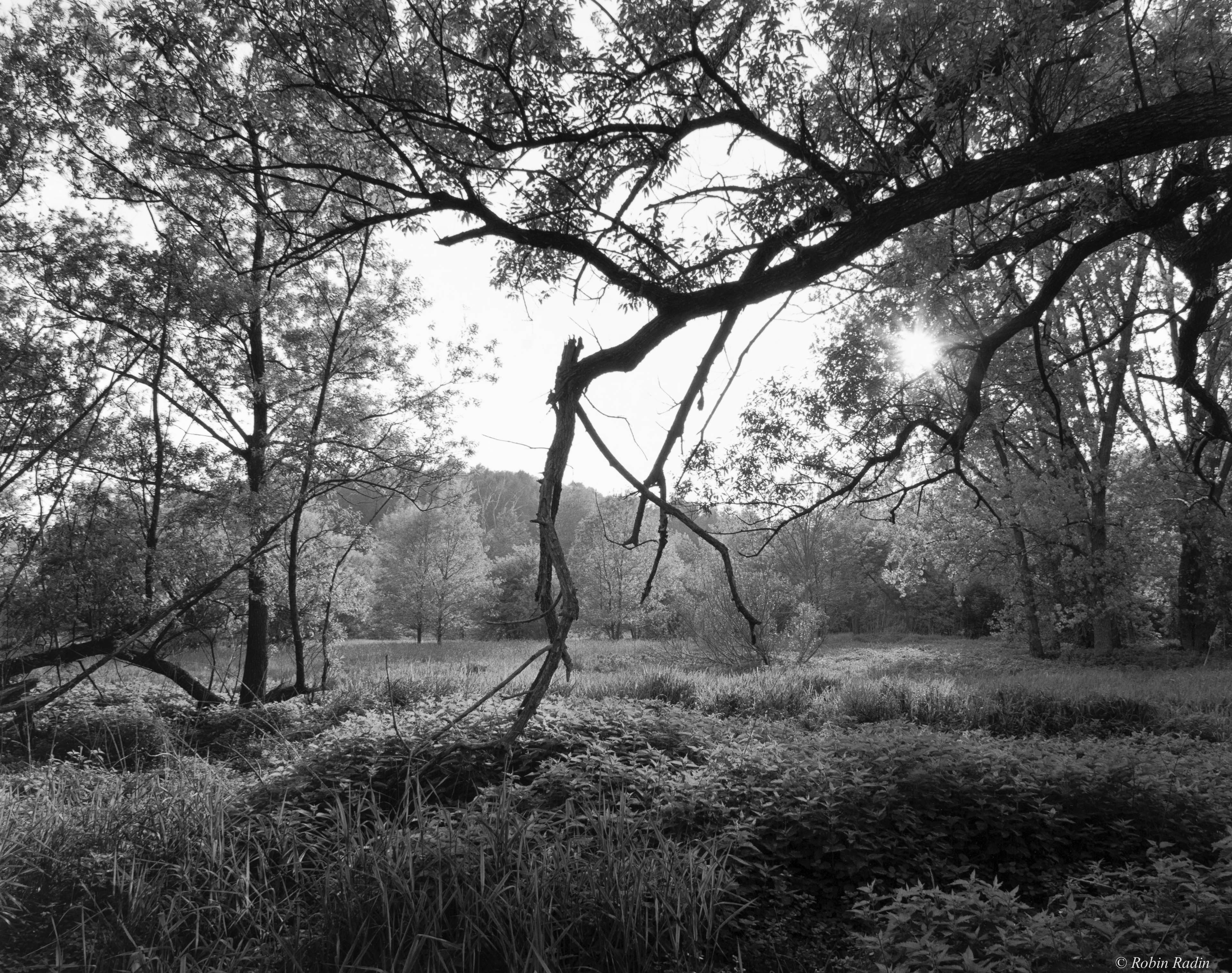 Bussey Brook Meadow #1, Arnold Arboretum, Jamaica Plain, MA.