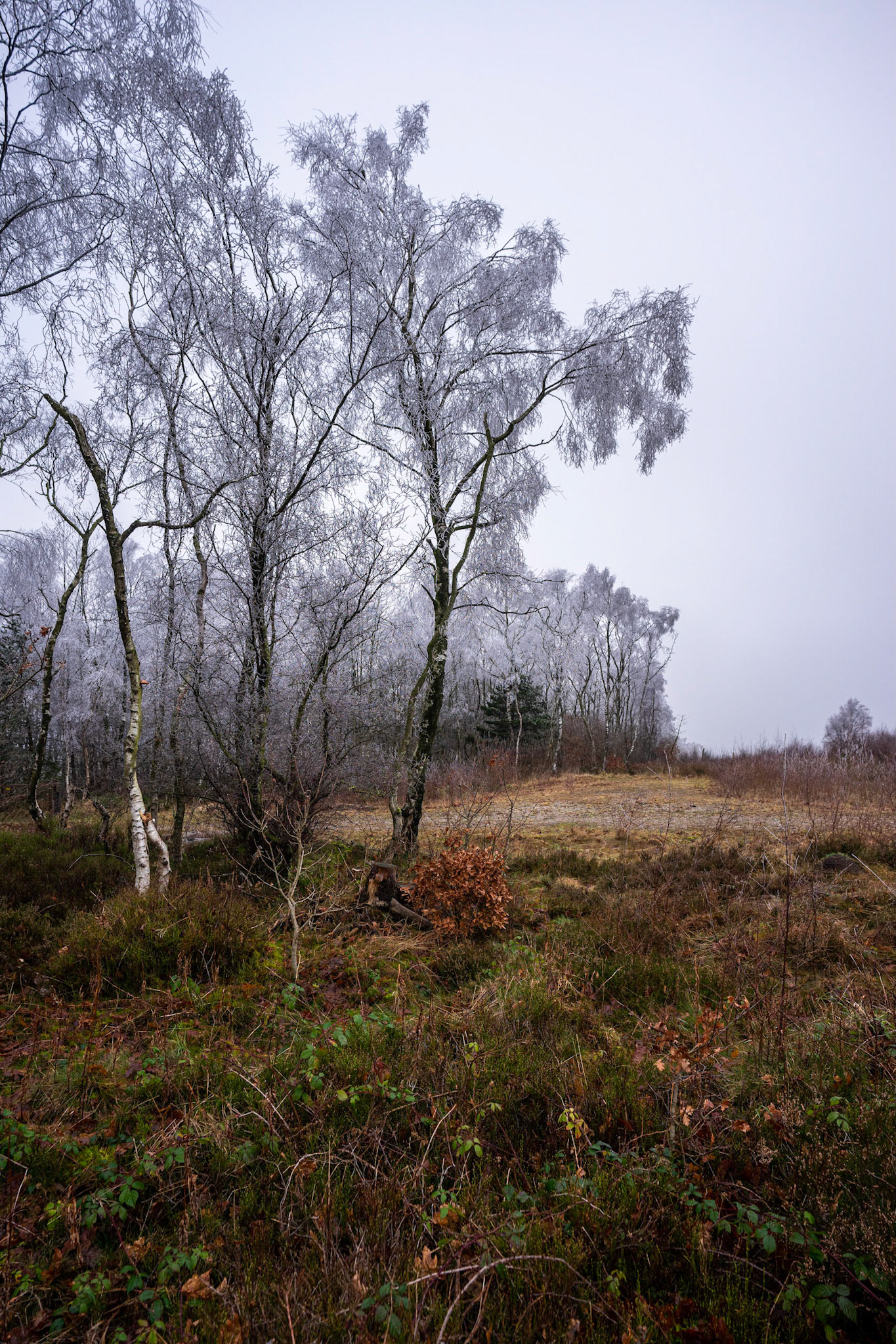 Frosted Silver Birch