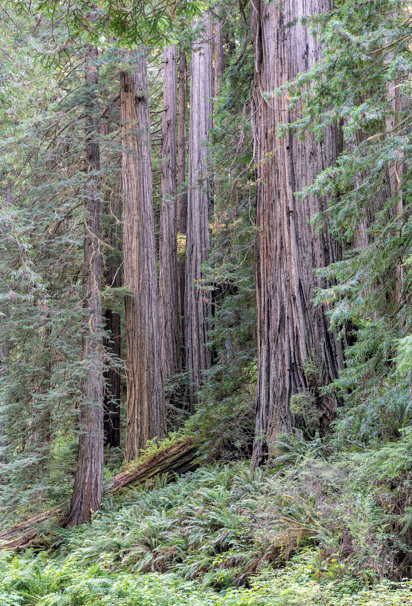 These might not have been the giants between the giants but simply a beautiful scene.