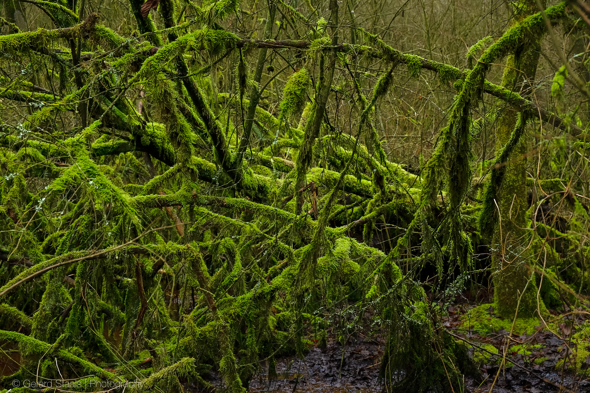 moss, marchland,moss covert branches