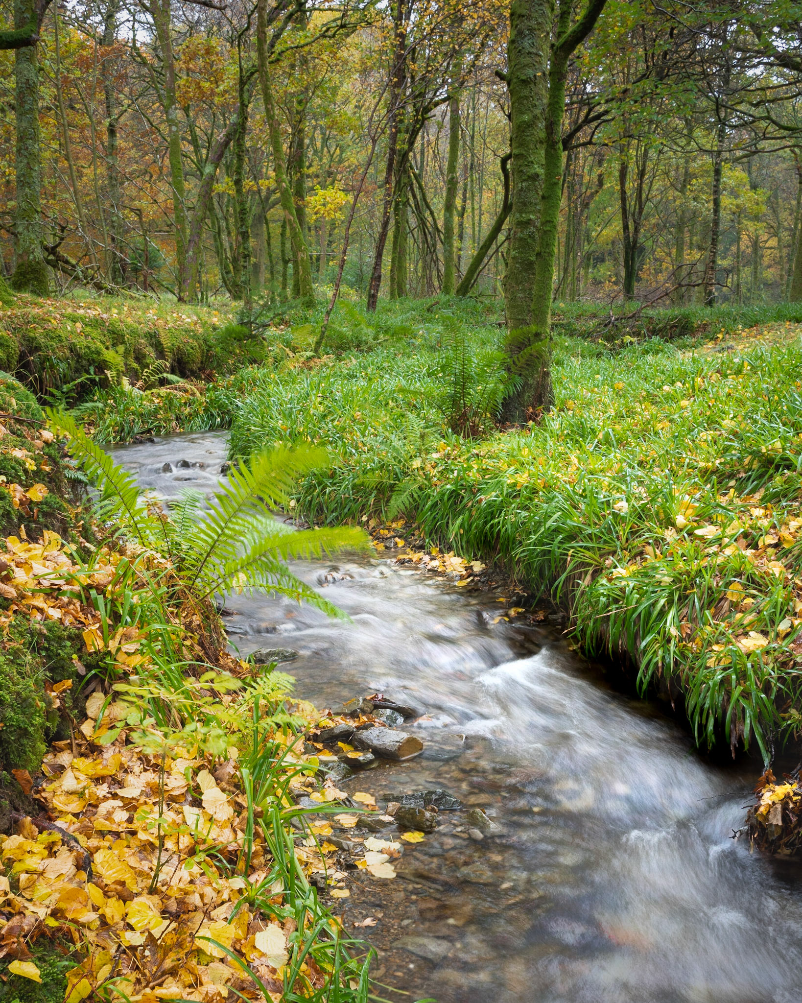 Loweswater Trees 5