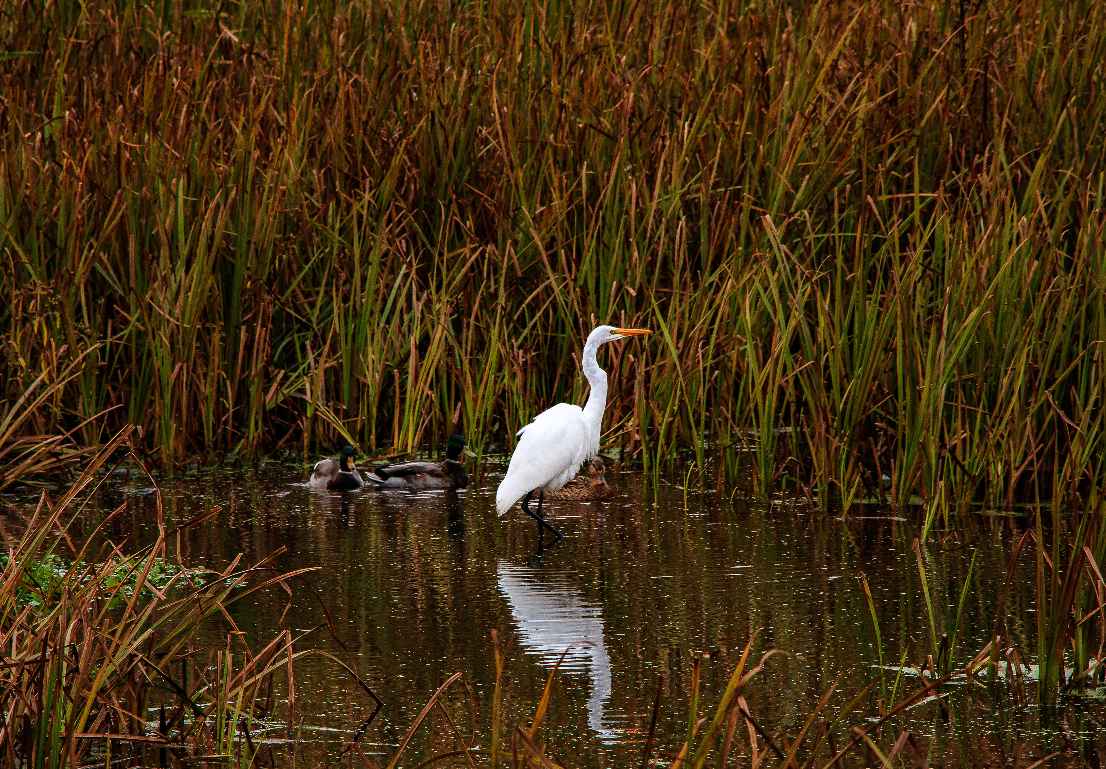 This egret remained awhile at a small Bloomington pond.