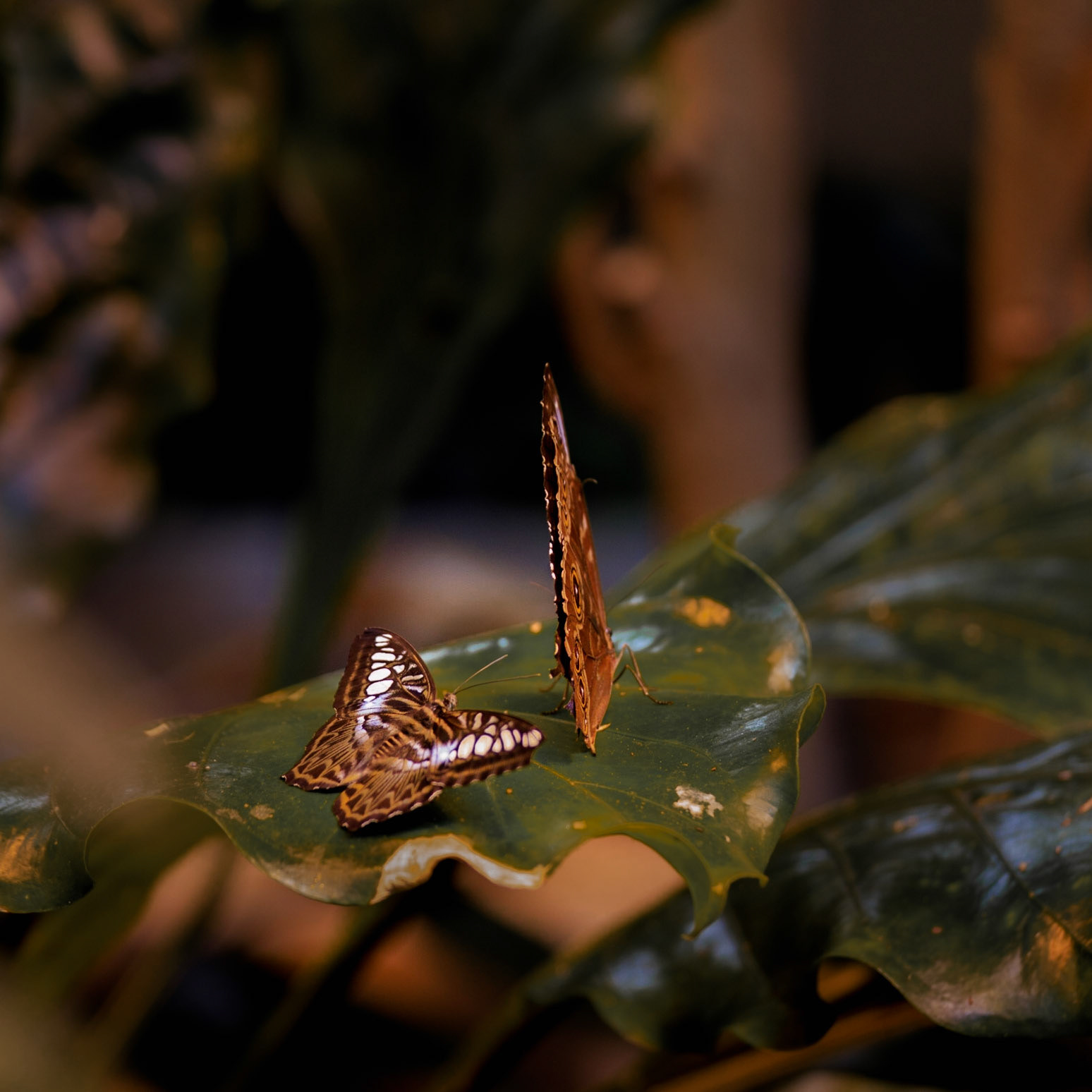 Two Butterflies
