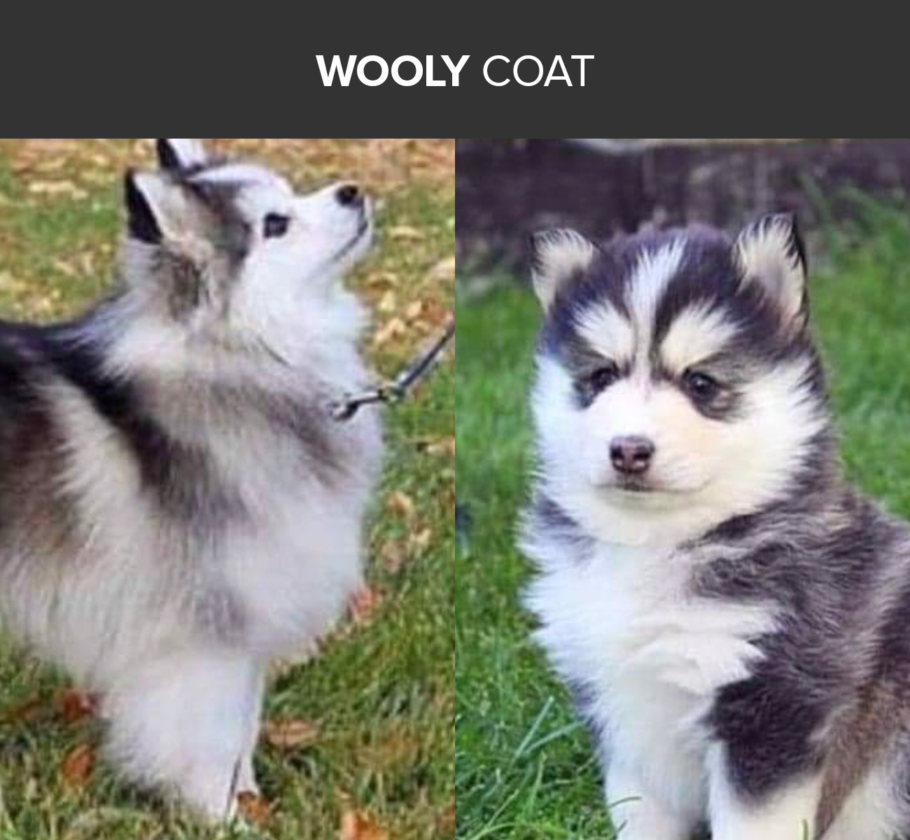 So Pomsky Elevage Pomsky De France Le Pomsky