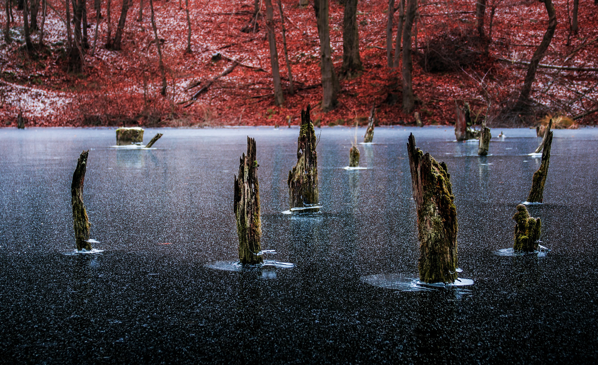 2017 - Bakony - W Hungary