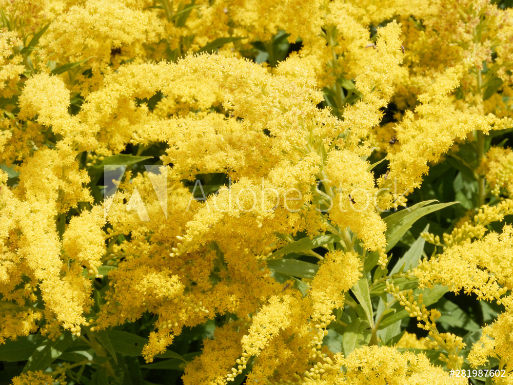 Portofolio. L'instant d'une photo. La flore Verge d'or du Canada