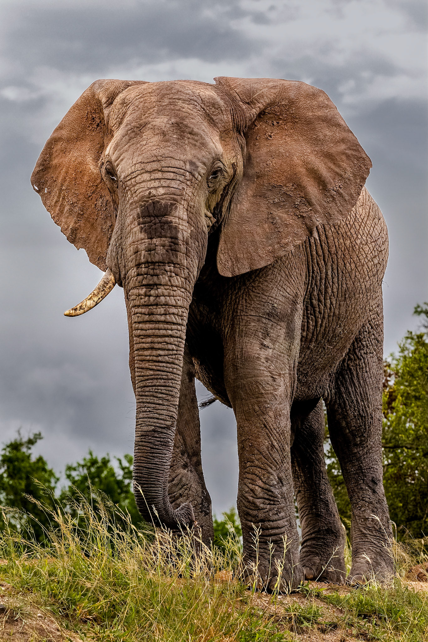 Getting close to this elephant bull with only one tusk in the Sabi Sand just made us aware again of the size of these mammoth creatures of the African bush.