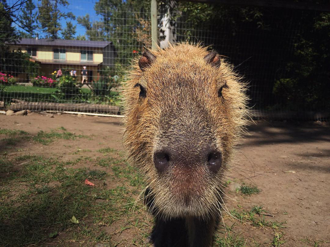 Capybara